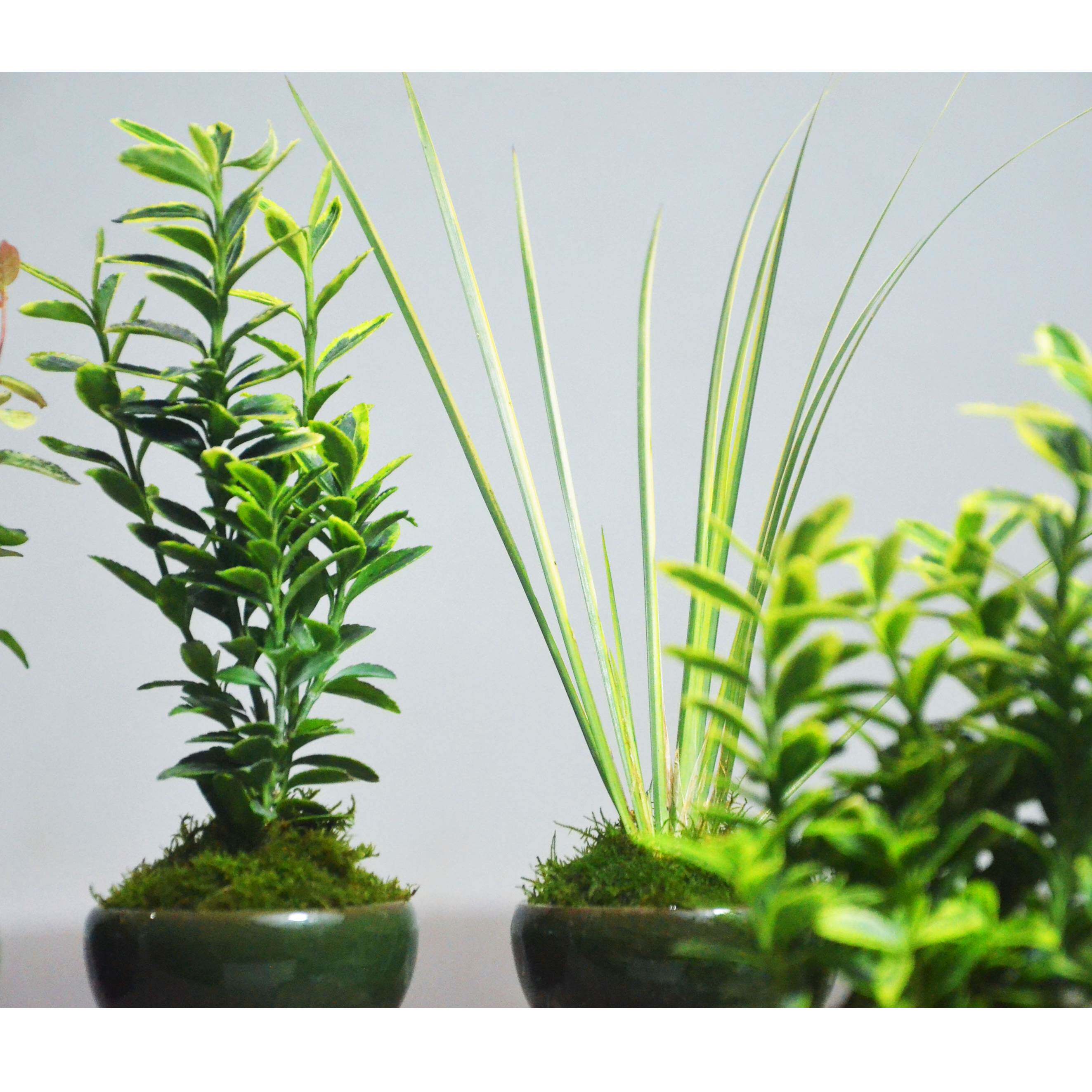 花叶络石菖蒲苔藓迷你观叶除甲醛盆栽室内桌面耐荫易养绿植盆景