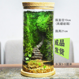 秘境阶梯生物课两栖动物苔藓生态瓶微景观雨林缸礼物易养桌面绿植
