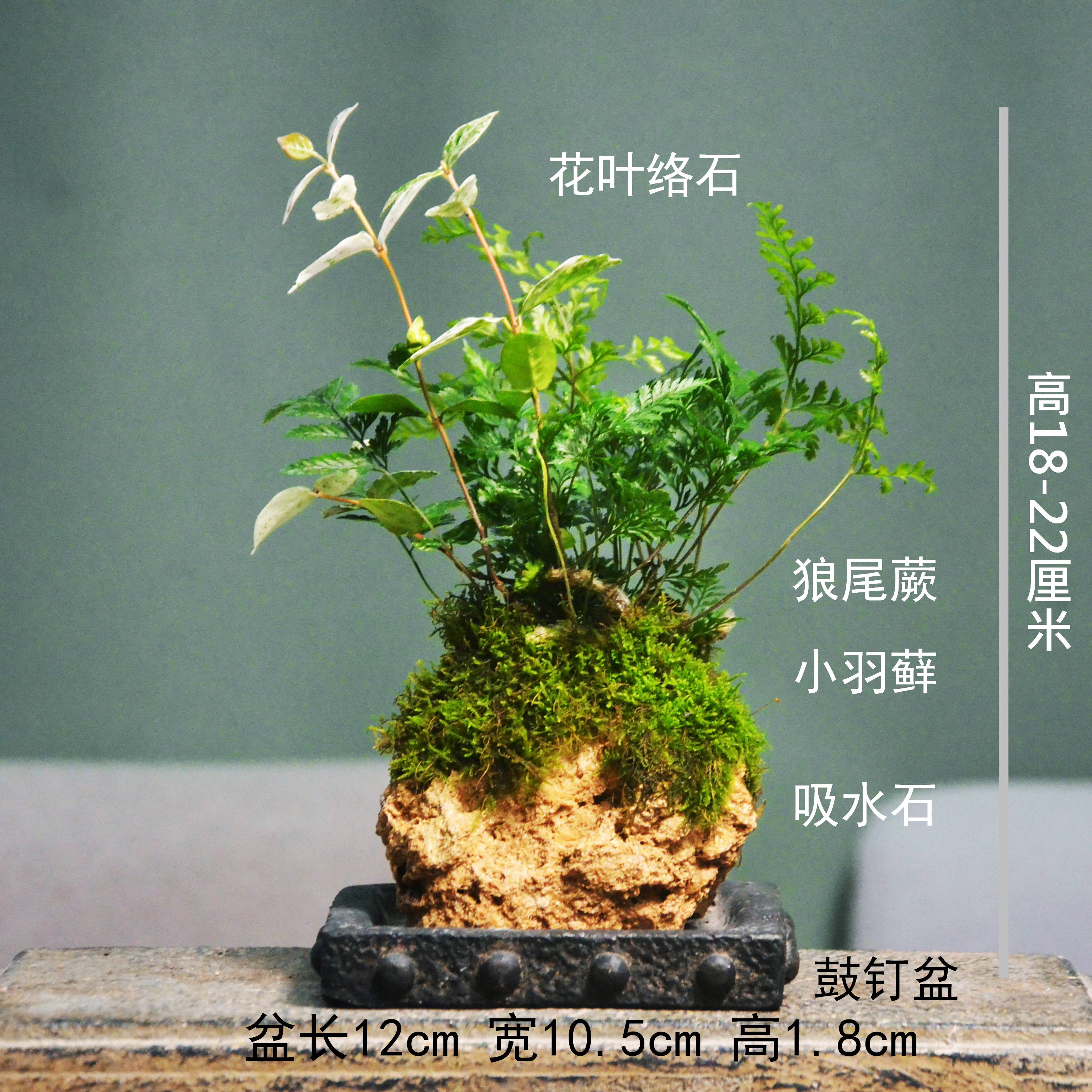 附石菖蒲吸水石小叶赤楠花叶络石狼尾蕨盆栽室内盆景苔藓绿植水培