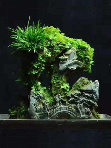 吸水石吴定石附苔石景
