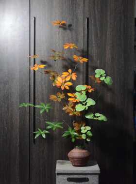 锦叶鸭脚木仿真绿植桌摆盆栽