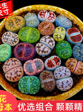 多肉植物生石花组合拼盘肉肉盆栽屁股花PP花屁屁花石生花番杏母本