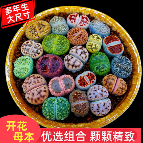 多肉生石花开花母本屁屁花