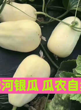 山东青州特产弥河银瓜大关营火