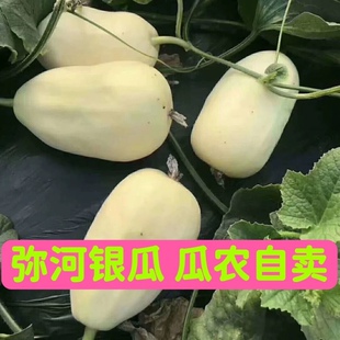 山东青州银瓜弥河银瓜大关营火银瓜甜瓜青州特产