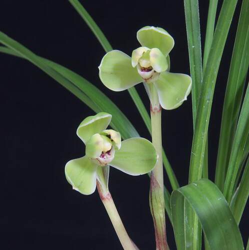 兰花草盆栽价格 兰花草盆栽图片 星期三