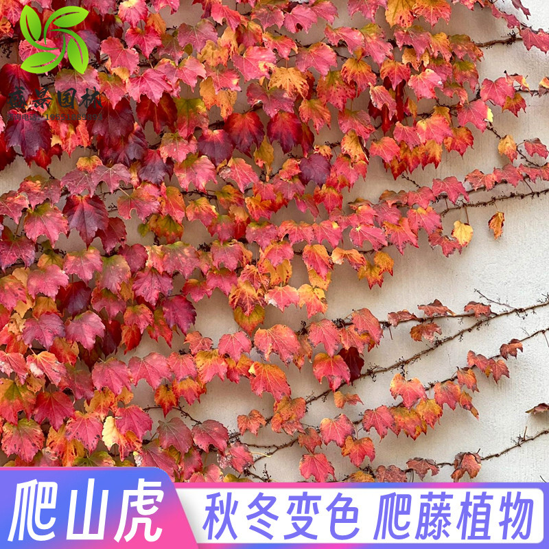 爬山虎苗五叶地锦庭院耐寒四季常青爬藤攀援植物三叶地锦爬墙虎苗