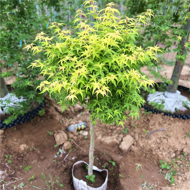 黄金枫树苗盆栽日本红枫别墅庭院大型耐寒彩叶风景植物橙之梦枫树图片