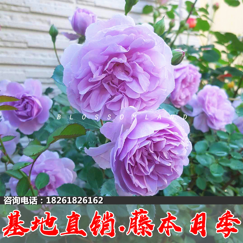 欧月藤本月季大苗盆栽月季花苗蓝色阴雨多季开花庭院爬藤浓香花卉