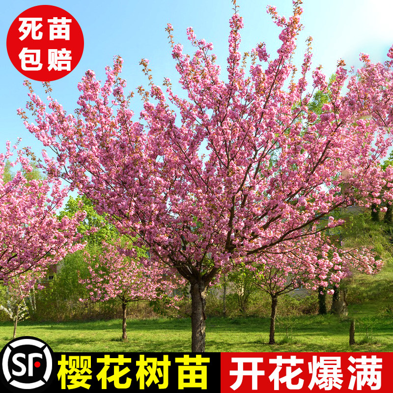 日本重瓣树苗木庭院盆栽南北方种植大绿化风景树苗花卉早晚樱
