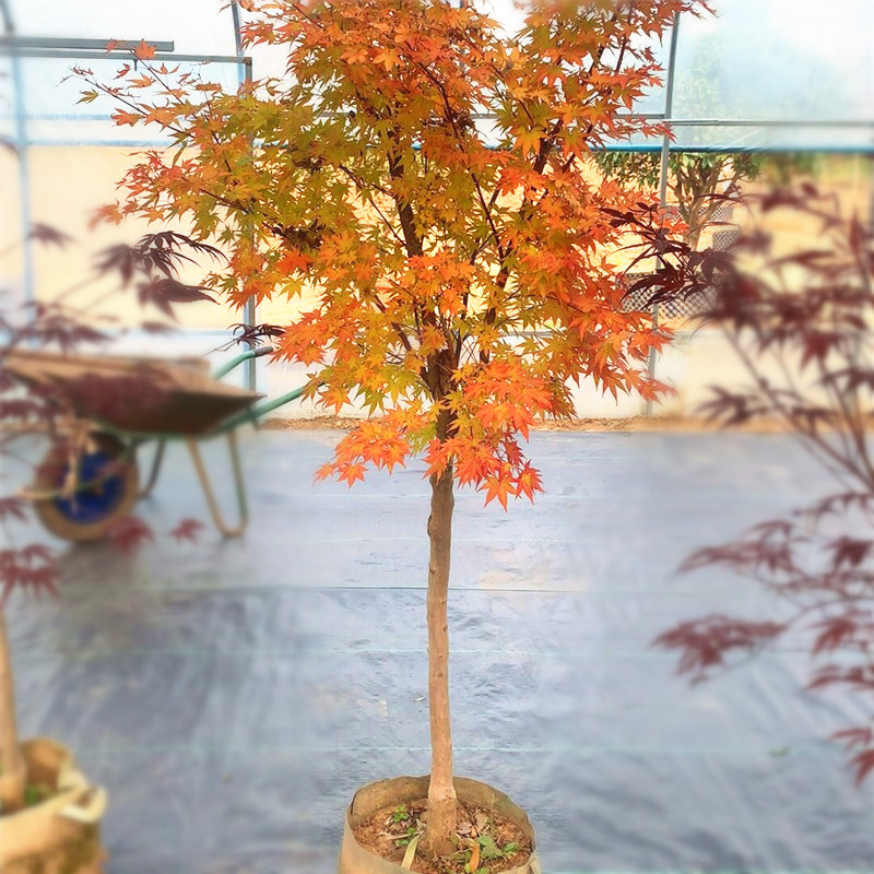 赤枫树苗盆栽黄金枫庭院花园大型耐寒彩叶绿化风景树珊瑚阁红枫苗