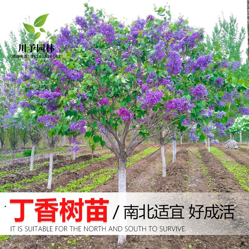 丁香花树苗别墅庭院耐寒大型风景树种丛生紫丁香花苗盆栽浓香花卉