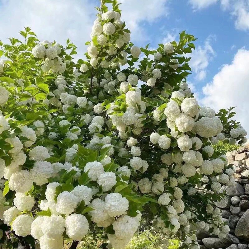 欧洲木绣球玫瑰花树苗别墅庭院盆栽耐寒风景树棒棒糖中华木本绣球图片