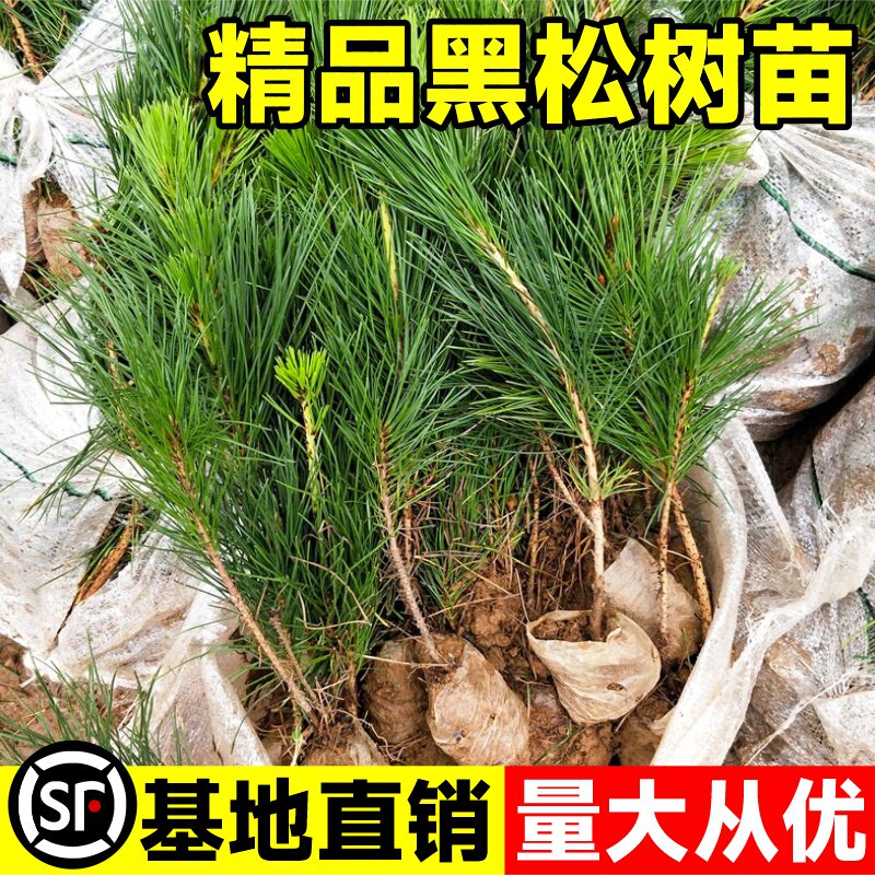 黑松树树苗雪松白皮松小苗庭院园林工程绿化风景大树四季常青植物