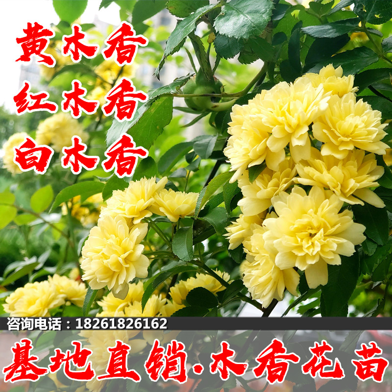 黄木香花苗盆栽红木香浓香花卉白木香七里香庭院绿化爬藤攀援花卉图片
