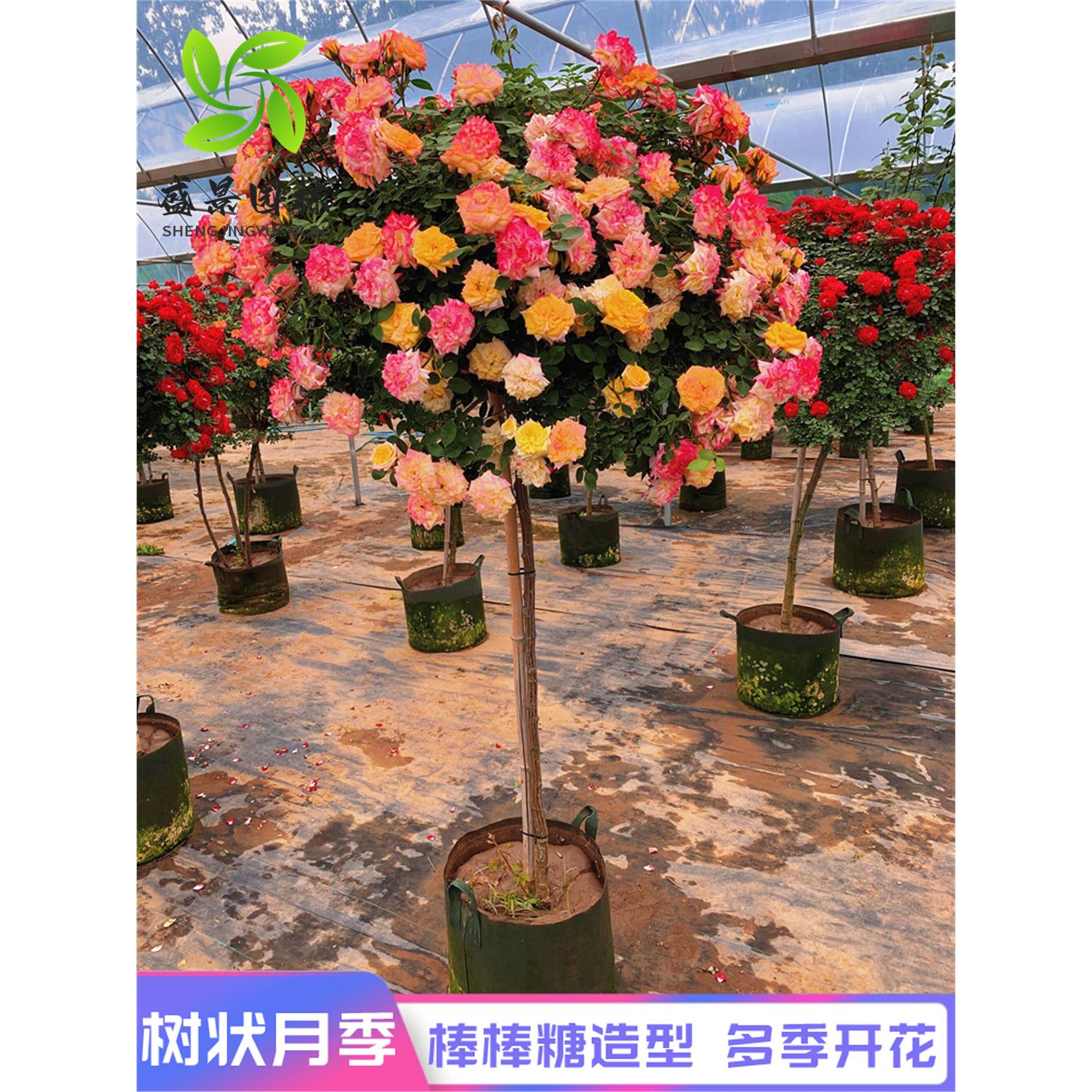 棒棒糖树桩月季花苗特大
