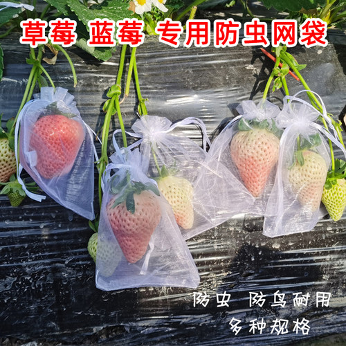 草莓防虫网防鸟套袋番茄瓜果蓝莓果实纱网防虫罩保护袋透气番茄网
