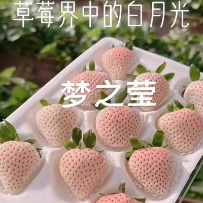 3盆草莓苗小盆栽天使桃熏真红美玲原盆原土家庭四季阳台庭院种植