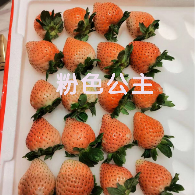 【秋季直播】四季草莓苗盆栽带盆草莓盆栽