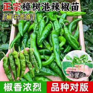 正宗樟树港辣椒苗秧苗带土求四季种植辣椒苗螺丝椒线椒甜椒苗子