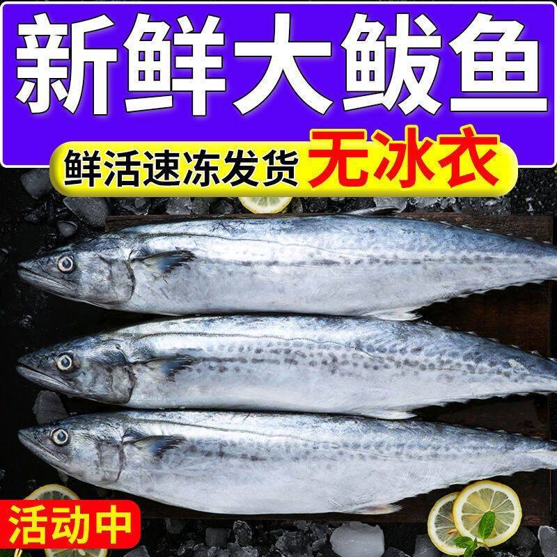 大连新鲜鲅鱼马鲛鱼青占鱼燕鲐鲅鱼鲭鱼冷冻水产渤海湾燕鲅鱼包邮
