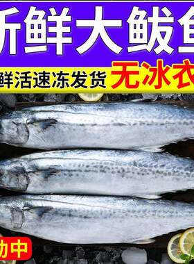 大连新鲜鲅鱼马鲛鱼青占鱼燕鲐鲅鱼鲭鱼冷冻水产渤海湾燕鲅鱼包邮