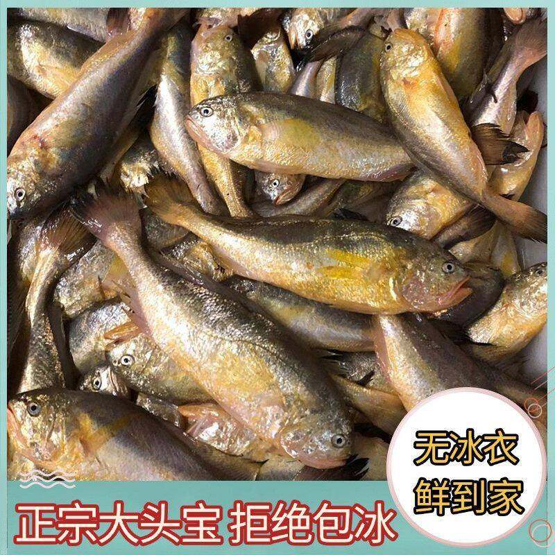 大连野生大头宝鱼梅童鱼黄鱼新鲜冷冻东海舟山梅子鱼3斤顺丰包邮