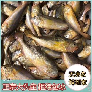 大连野生大头宝鱼梅童鱼黄鱼新鲜冷冻东海舟山梅子鱼3斤顺丰包邮