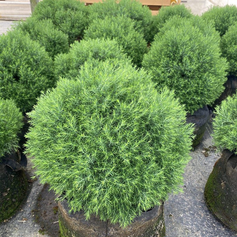 皮球松盆栽蓝湖柏绿植耐寒耐热四季常青可地栽雾凇花镜植物蓝冰柏