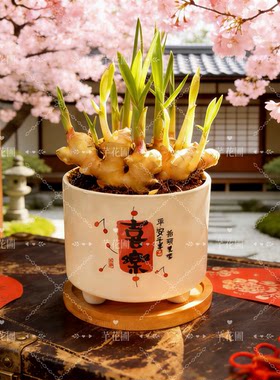 禄根姜盆栽带芽灵根仙草生姜苗绿植物国风桌面转运盆景好养招财