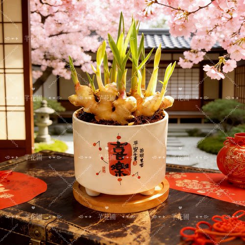 禄根姜盆栽带芽灵根仙草生姜苗绿植物国风桌面转运盆景好养招财