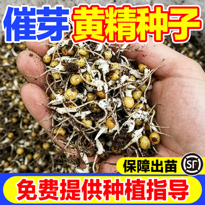 催芽黄精种子带芽高芽率易种易活