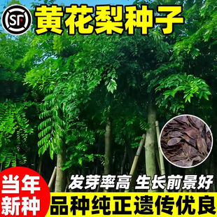 黄花梨种子籽黄檀树种籽花梨木降香木香红木正宗海南黄花梨树种子