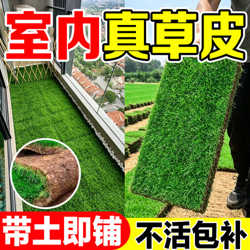 室内真草皮带土草坪草皮四季常青