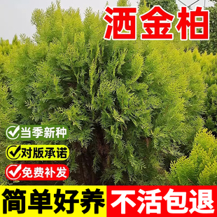 洒金柏种子洒金柏是彩叶树种庭院观赏灌木种籽黄头柏种子圆柏种子