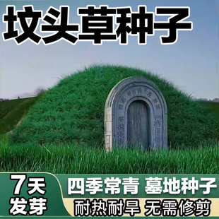 长镰草种子响铃草籽墓地草坪种子坟地草籽茅草四季青草籽坟头草籽