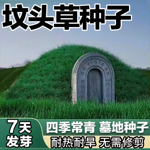 墓地草坪种子四季常青耐寒耐旱