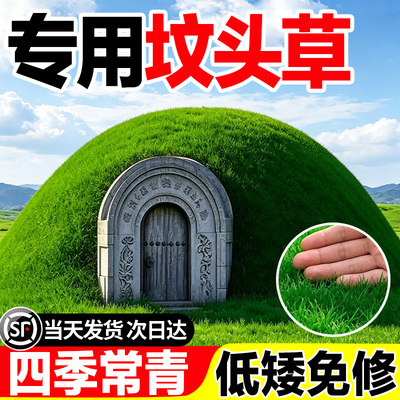 专用坟头草多年生四季常青免修剪