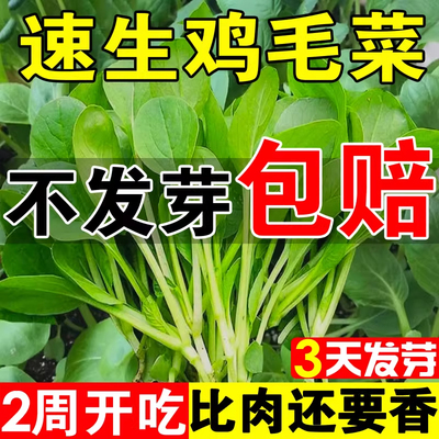 鸡毛菜种子发芽率高高产美味