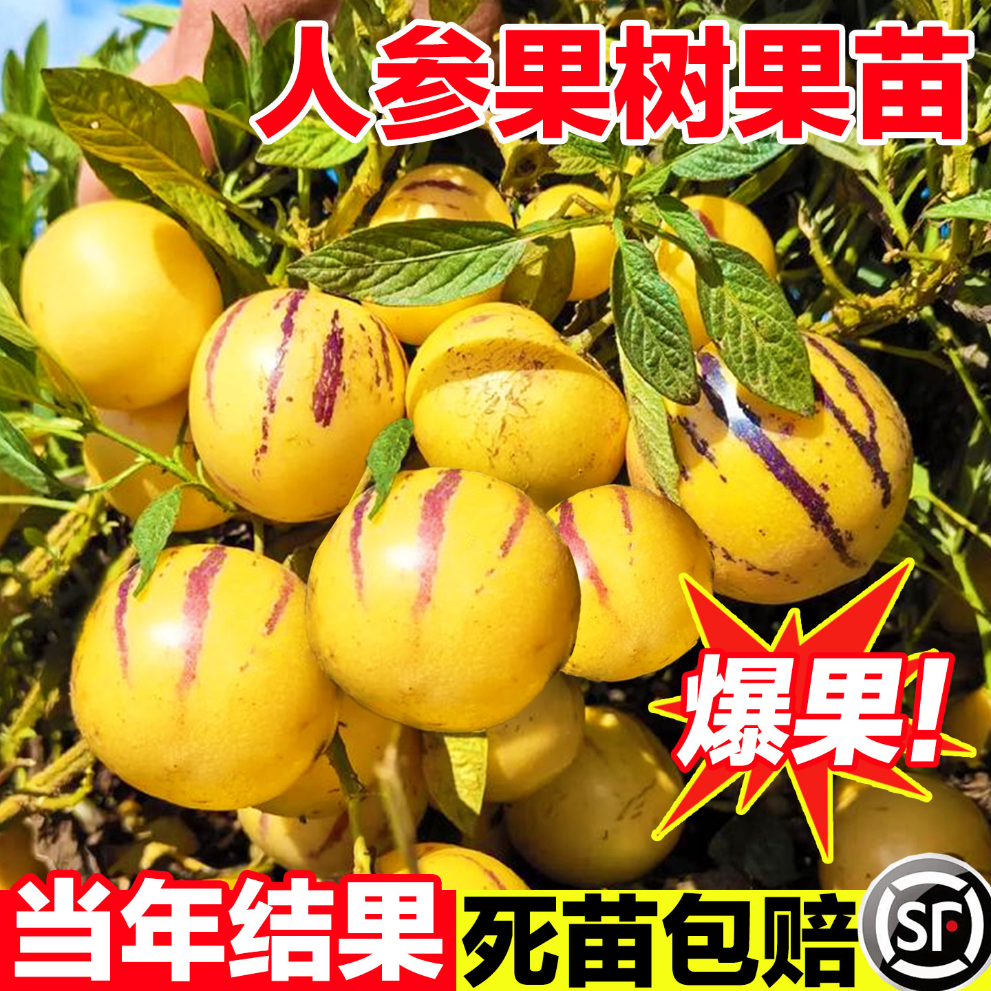 人参果树果苗人生果孑水果种子盆栽苗广东秧苗特大号秧苗当年结果