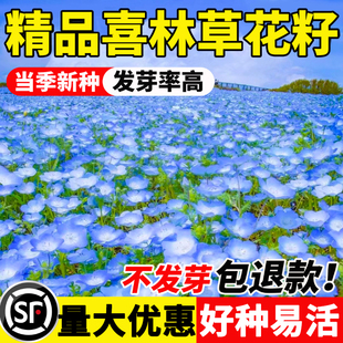 喜林草种子baby blue eyes粉蝶花籽四季播种庭院开花卉种孑易活