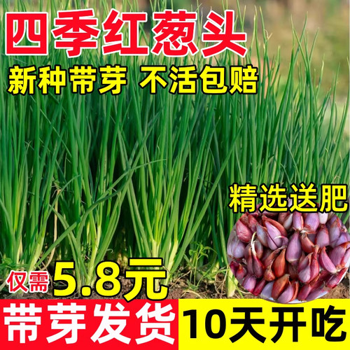 红葱头种当季新种发芽率高香味浓