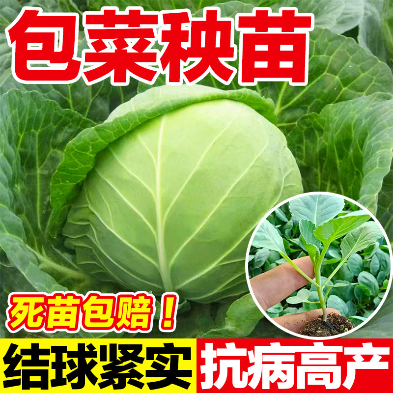 包菜秧苗绿甘蓝苗卷心菜苗小包菜薄皮脆甜圆白菜大头包心菜耐寒苗,鲜花速递/花卉仿真/绿植园艺,种苗/半成品盆栽,淘宝优惠券,粉丝福利购,淘宝优惠卷