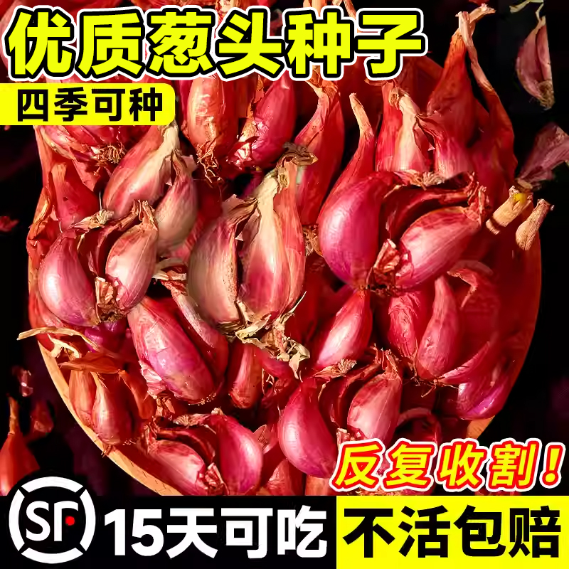 葱头种子发芽率高反复收割