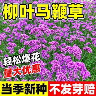 柳叶马鞭草种子花海景观花种籽孑阳台盆栽多年生耐寒易活花种籽子