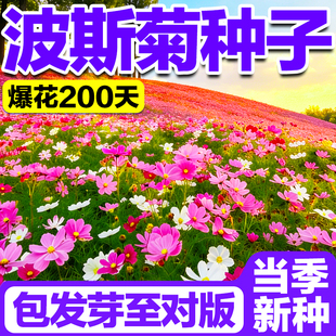 波斯菊花种子格桑花花种籽子庭院野花种子四季扫帚梅播种易活花籽