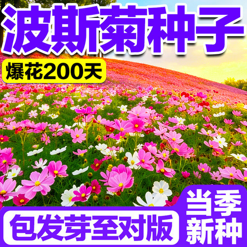 波斯菊种子耐寒耐旱当年新种