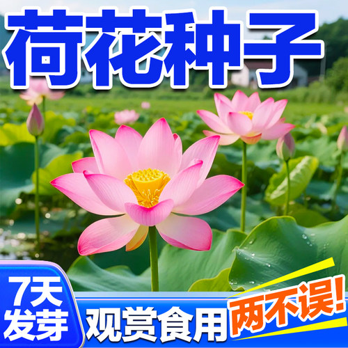 荷花种子观赏食用发芽率高