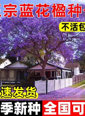 蓝花楹种子当季新种全国可种