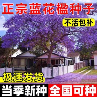 蓝花楹树种庭院绿化苗木南方种植观赏凤凰花木风景树耐寒珍贵名树